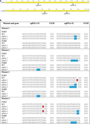 Improved fatty acid composition of field cress (Lepidium campestre) by CRISPR/Cas9-mediated genome editing